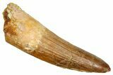 Fossil Spinosaurus Tooth - Real Fossil Tooth #370704-1